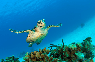 Tortuga marina en las Islas Caimán