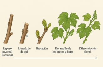 Etapas del Crecimiento de la Vid: Desde el Reposo Invernal hasta la Floración