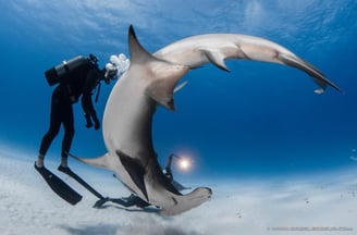Steven surina et un requin marteau qui font une pirouette