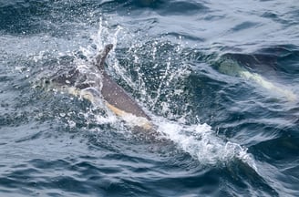 Atlantic white-sided dolphin