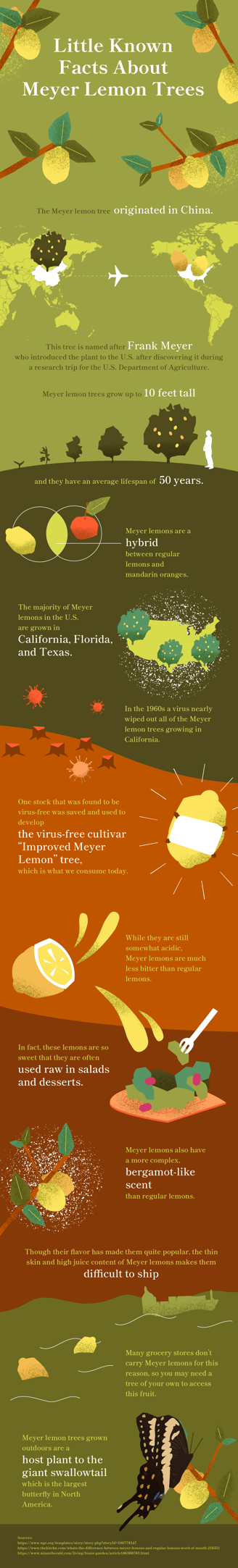 Infographic with Meyer Lemon Facts listed above