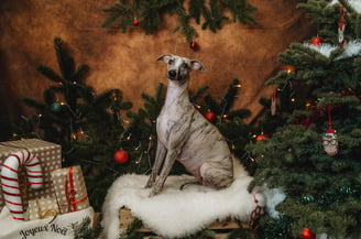 Shooting de Noël pour notre lévrier whippet