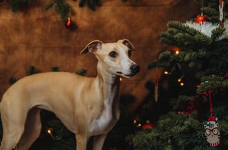 Shooting photo de Noël lévrier whippet