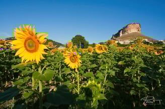 Campo de girasoles