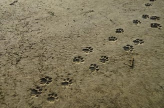 Lion footprints in the sand