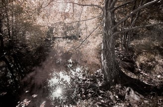 Ethereal Reverie landscape photography by Martin Osner, tranquil riverside scene with tree roots and soft warm foliage.