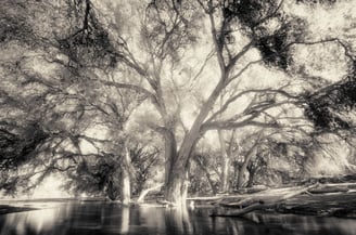Ethereal Reverie ethereal landscape photography by Martin Osner, abstract forest with tall trees and luminous soft light.