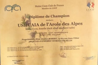 Diplôme de champion de notre Maine Coon