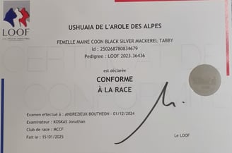 Diplôme de conformité au standar de notre Maine coon
