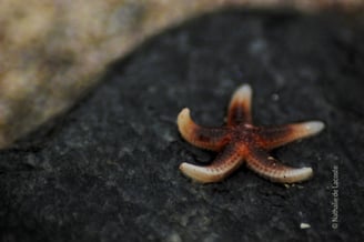 Nos services en tant qu'écologues afin de valoriser au mieux vos données naturalistes