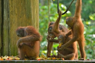 The orang utans in Sepilok