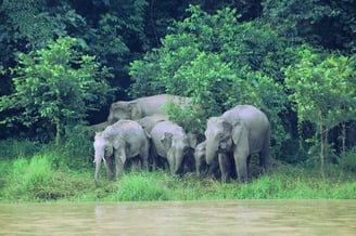 Bornean Pygmy Elephants on the Kinabatangan River