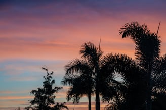 a  pink sunset sky with a few shadowy palm trees