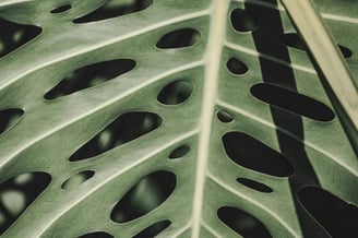 Mature Monstera leaf with holes