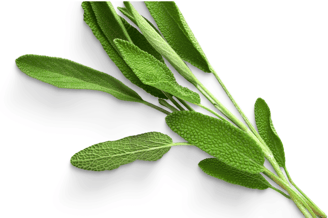Sage is an aromatic herb with gray-green leaves and purple flowers, used in cooking and medicine.