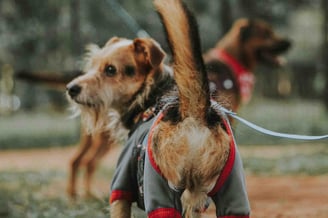 dog apparels customized
