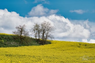 Campo de colza