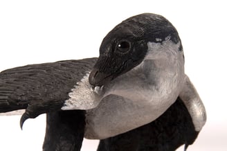Archaeopteryx 1