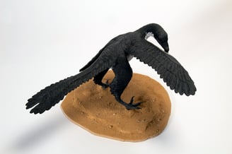 Archaeopteryx 11