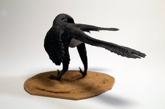 Archaeopteryx 4