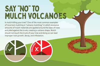 Proper mulching technique illustration
