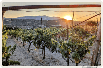 Vineyards in Crete at sunset, with golden light casting over the landscape.