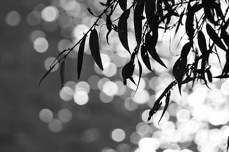 a tree branch with leaves on it and bokeh in the background