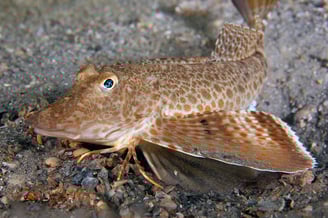 robin fish with legs