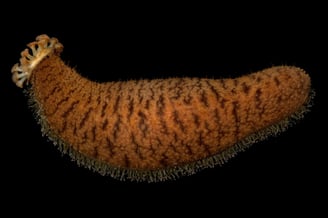 sea cucumber