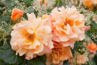 Rose 'Autumn Sunset" und Deschampsia cespitosa 'Goldschleier'