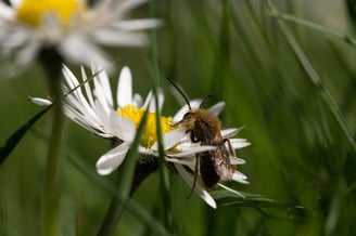 abeille macro paquerette