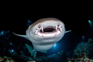 Gueule requin nourrice