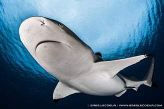 un requin pointe noire de face