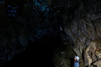 Waipu Glow Worms