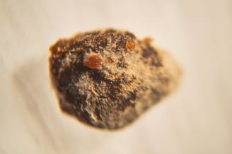 fotografia de los filamentos de moho sobre alimento