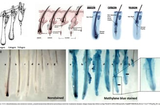 human-hair-growth-cycle
