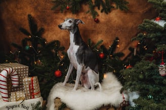 Shooting de Noël pour notre whippet de compagnie