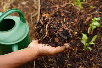 Solo que segura a umidade: como preparar seu jardim para economizar água e manter suas plantas saudá