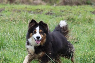 Chien