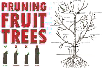 How to correctly prune fruit trees illustration