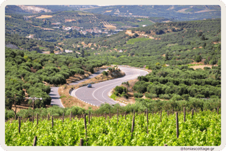 "Scenic car trip on a green Heraklion road, surrounded by olive groves