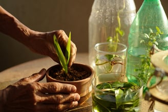 Aprenda a fazer mudas a partir de restos. Economize e cultive flores lindas em casa.