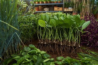 Plantas que ajudam a ‘curar’ o solo: espécies que enriquecem a terra e promovem saúde ao seu jardim.