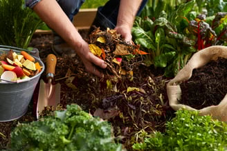 Solo fraco, jardim forte: como recuperar terrenos pobres e fazer suas plantas florescerem. Dicas prá