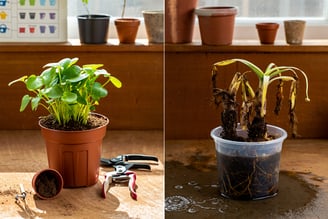 Vaso sem drenagem ou muito pequeno. Dicas práticas para escolher o vaso certo e evitar que suas plan