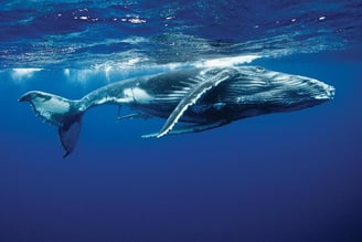 giant ancient whale