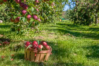 Cosecha de manzanas en Estados Unidos
