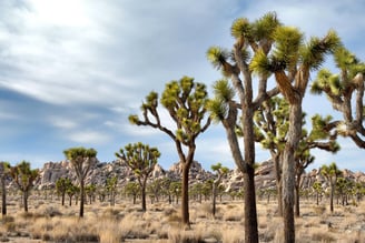 Parque Nacional Joshua Tree, California