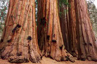 Parque Nacional Sequoia, California