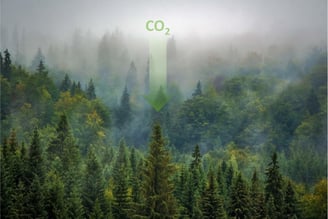 Illustration de la forêt puits de carbone